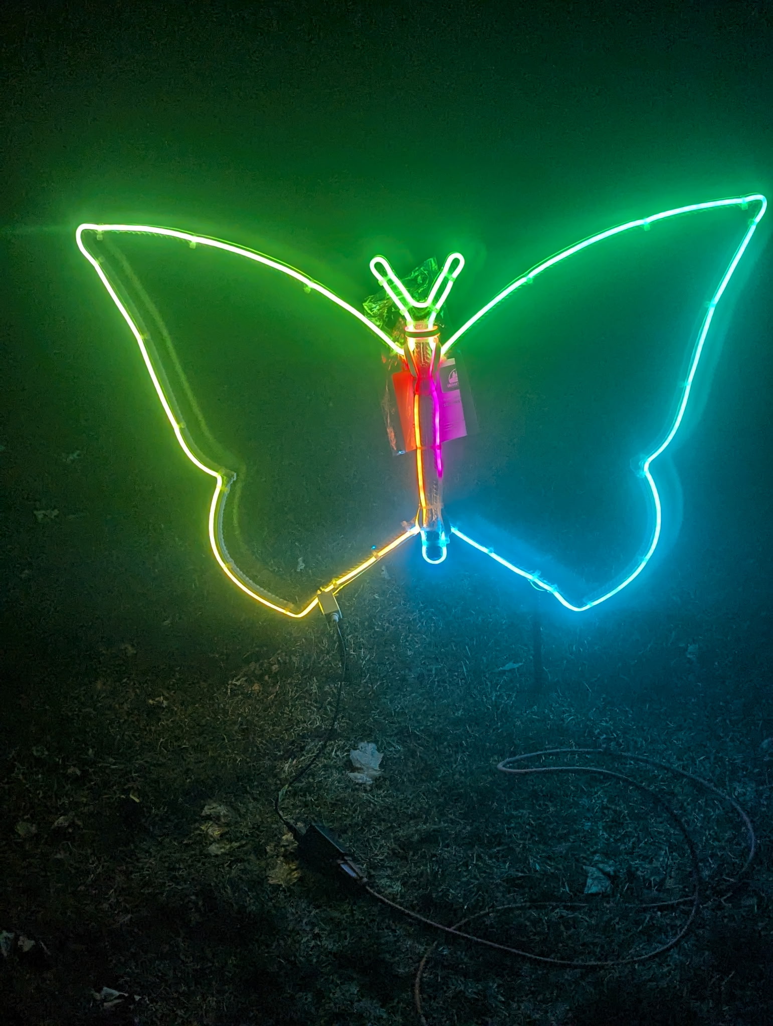Large Butterfly Night Illumination